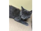 Toby, Domestic Mediumhair For Adoption In Maryville, Missouri