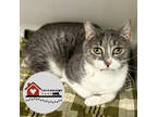 Arlo, Domestic Shorthair For Adoption In Janesville, Wisconsin