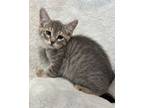 King Peppy, Domestic Shorthair For Adoption In Maryville, Missouri