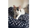 Kitty Delight, Domestic Shorthair For Adoption In Chicago, Illinois
