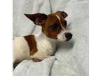 Brownie, Terrier (unknown Type, Small) For Adoption In Maryville, Missouri