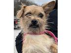 Seymour (scruffy), Jack Russell Terrier For Adoption In Evansville, Indiana