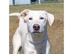 Payton, Labrador Retriever For Adoption In Quinlan, Texas