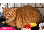 Blep, Maine Coon For Adoption In Douglasville, Georgia