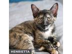 Henrietta, Domestic Shorthair For Adoption In Toronto, Ontario