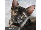 Flea, Domestic Shorthair For Adoption In Toronto, Ontario