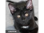 Griffin, Domestic Shorthair For Adoption In Toronto, Ontario