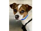 Mojo, Jack Russell Terrier For Adoption In Houston, Texas