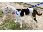 Little Girl *sn*, American Staffordshire Terrier For Adoption In Houston, Texas