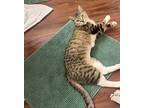 Mama Kitten, Domestic Shorthair For Adoption In Raleigh, North Carolina