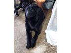 Jewels~so Sweet, Labrador Retriever For Adoption In Jackson, Tennessee