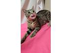 Junimo, Domestic Shorthair For Adoption In Troy, Missouri