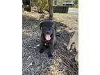 Tyrus, Labrador Retriever For Adoption In Gillsville, Georgia