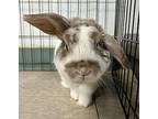 Wallace, Lop-eared For Adoption In Springfield, Vermont
