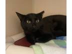 Jean - I Am At Petsmart Northborough, Domestic Shorthair For Adoption In E.