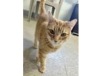 Gabby, Domestic Shorthair For Adoption In Springfield, Vermont