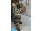 Pelon, Maine Coon For Adoption In New Braunfels, Texas