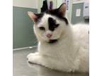 Lime, Domestic Shorthair For Adoption In Menands, New York