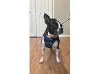 Bella Patrick-3613tn, Boston Terrier For Adoption In Maryville, Tennessee