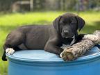 Bear, Labrador Retriever For Adoption In Ocala, Florida