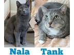Tank, Domestic Shorthair For Adoption In Encinitas, California