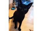 Ra, Domestic Shorthair For Adoption In Encinitas, California