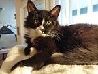 Ira, Domestic Longhair For Adoption In Bellingham, Washington