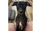 Cricket, Dachshund For Adoption In Jacksonville, Florida