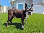 Kosmo, Boston Terrier For Adoption In Huntington Beach, California