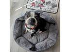 Snoopy, Boston Terrier For Adoption In Huntington Beach, California