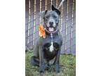 Uzi, American Pit Bull Terrier For Adoption In Sanger, California
