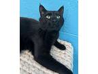 Phantom, Domestic Shorthair For Adoption In New York, New York