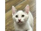 Panda, Domestic Shorthair For Adoption In Goodyear, Arizona