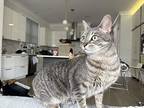 Gertrude, Domestic Shorthair For Adoption In Palatine, Illinois