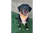 Chosen, Labrador Retriever For Adoption In Parker, Colorado