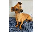 Boo, Dachshund For Adoption In Parker, Colorado