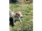 Cayden, Jack Russell Terrier For Adoption In Parker, Colorado