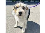 Mellie, Terrier (unknown Type, Medium) For Adoption In Milpitas, California