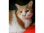 Wiggles, Domestic Shorthair For Adoption In Cleveland, Ohio