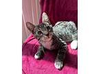 Maverick, Domestic Shorthair For Adoption In Napa, California