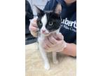 Momma Molly, Domestic Shorthair For Adoption In Madison, New Jersey