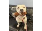 Van Gogh, American Pit Bull Terrier For Adoption In Madison, New Jersey