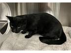 Twilight, Domestic Shorthair For Adoption In Hot Springs Village, Arkansas