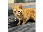 Libson, Domestic Shorthair For Adoption In Fort Worth, Texas
