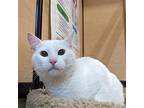 Aslan, Domestic Shorthair For Adoption In Rowlett, Texas