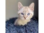 Josh, Domestic Shorthair For Adoption In Fort Worth, Texas