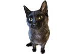 Charcoal, Domestic Shorthair For Adoption In Chiefland, Florida