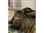 Moose, Domestic Shorthair For Adoption In Carrollton, Texas