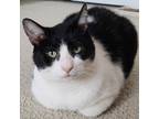 Fluffy, Domestic Shorthair For Adoption In Ann Arbor, Michigan