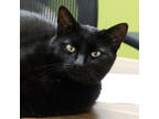 Brunswick, Domestic Shorthair For Adoption In Ann Arbor, Michigan